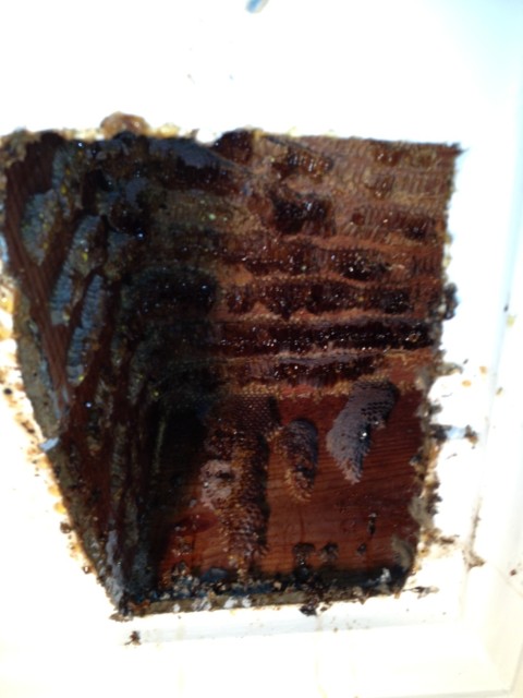 This was one part of the beehive, after the combs were removed.  The mess was incredible, and dried honey everywhere made it amazingly difficult to clean.